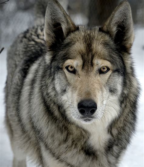 Wolf as a pet - Wolves and dogs are separated by 15,000 years of evolution, during which time the species have veered off into radically different directions. Dogs still retain many of their ancestral behaviors ...
